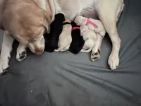 Little Love, a male Labrador Retriever for sale in Pflugerville, TX – 2 of 4
