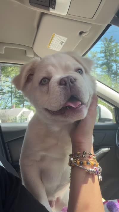 Abhu, a male French Bulldog for sale in Sterling, MA – 4 of 5