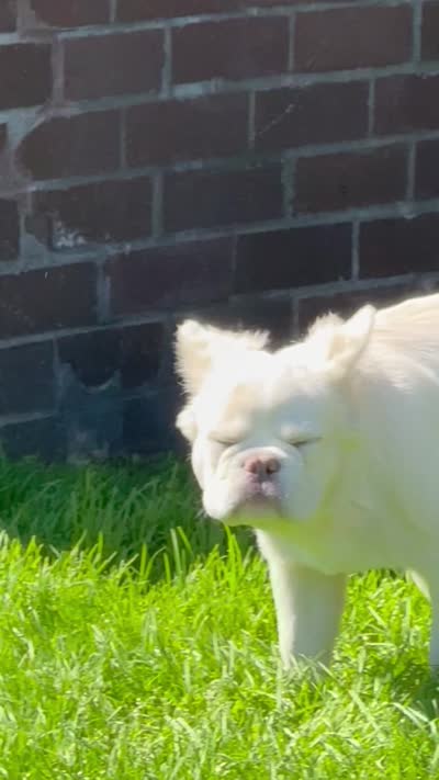 Abhu, a male French Bulldog for sale in Sterling, MA – 5 of 5