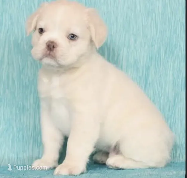 Abhu – French Bulldog puppy for sale in Sterling, MA