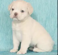 Abhu, a male French Bulldog for sale in Sterling, MA – 1 of 5