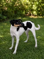 Mickey mouse , a male Rat Terrier and Toy Fox Terrier for sale in Winona, MN – 2 of 3