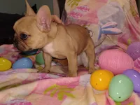 Male 1 , a male French Bulldog for sale in Winona, MN – Photo 9 of 10