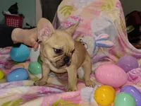 Male 1 , a male French Bulldog for sale in Winona, MN – Photo 7 of 10