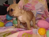 Male 1 , a male French Bulldog for sale in Winona, MN – Photo 8 of 10