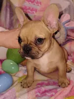 Male 1 , a male French Bulldog for sale in Winona, MN – Photo 5 of 10