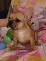 Male 1 , a male French Bulldog for sale in Winona, MN – Photo 2 of 10