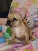 Male 1 , a male French Bulldog for sale in Winona, MN – Photo 6 of 10