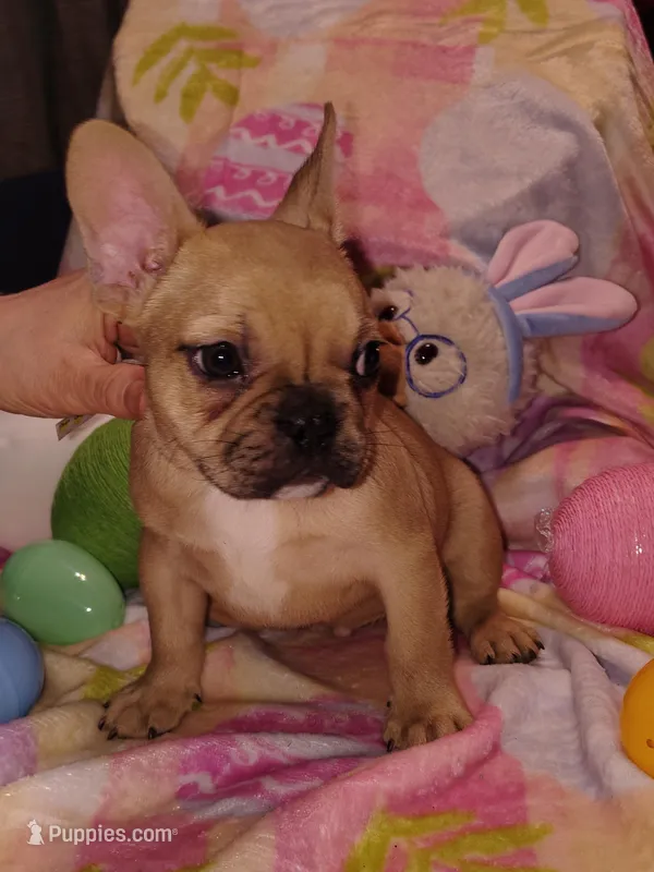 Male 1  – French Bulldog puppy for sale in Winona, MN