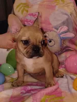 Male 1 , a male French Bulldog for sale in Winona, MN – Photo 3 of 10