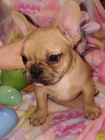 Male 1 , a male French Bulldog for sale in Winona, MN – Photo 1 of 10