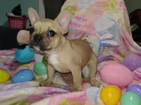 Male 1 , a male French Bulldog for sale in Winona, MN – Photo 10 of 10