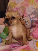 Male 1 , a male French Bulldog for sale in Winona, MN – Photo 4 of 10