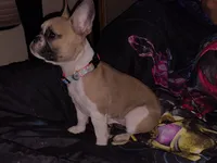 Libby, a female French Bulldog for sale in Winona, MN – 5 of 7