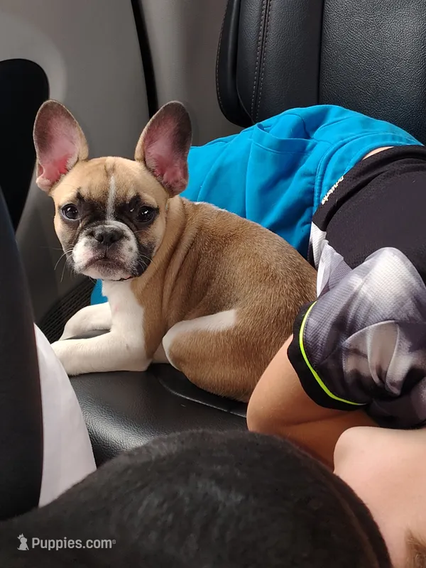 Libby – French Bulldog puppy for sale in Winona, MN