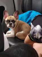 Libby, a female French Bulldog for sale in Winona, MN – 1 of 7