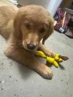 Cooper, a male Golden Retriever for sale in Winona, MN – 4 of 4