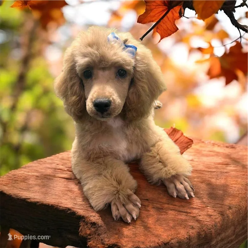 Norman, a male Poodle - Miniature  for sale in Winona, MN – Photo 1 of 9