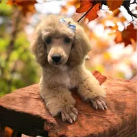 Norman, a male Poodle - Miniature  for sale in Winona, MN – Photo 1 of 9