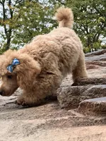 Norman, a male Poodle - Miniature  for sale in Winona, MN – Photo 7 of 9