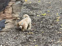 Norman, a male Poodle - Miniature  for sale in Winona, MN – Photo 9 of 9