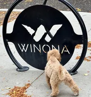 Norman, a male Poodle - Miniature  for sale in Winona, MN – Photo 8 of 9