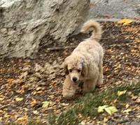 Norman, a male Poodle - Miniature  for sale in Winona, MN – Photo 6 of 9