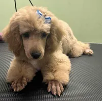 Norman, a male Poodle - Miniature  for sale in Winona, MN – Photo 4 of 9