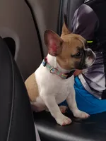 Libby, a female French Bulldog for sale in Winona, MN – 2 of 7