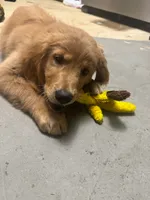 Cooper, a male Golden Retriever for sale in Winona, MN – 2 of 4