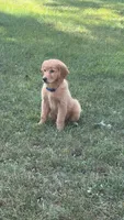 Cooper, a male Golden Retriever for sale in Winona, MN – 1 of 4