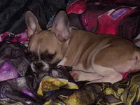 Libby, a female French Bulldog for sale in Winona, MN – 6 of 7