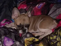 Libby, a female French Bulldog for sale in Winona, MN – 7 of 7