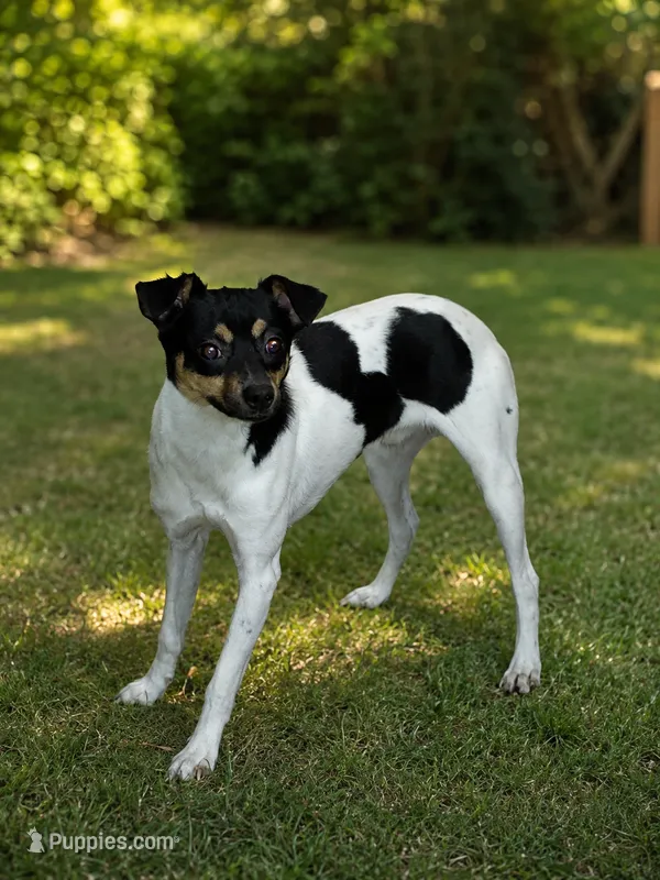 Mickey mouse  – Rat Terrier, Toy Fox Terrier puppy for sale in Winona, MN