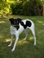 Mickey mouse , a male Rat Terrier and Toy Fox Terrier for sale in Winona, MN – 1 of 3