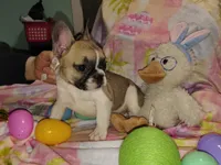 Female 1, a female French Bulldog for sale in Winona, MN – Photo 4 of 10