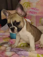 Female 1, a female French Bulldog for sale in Winona, MN – Photo 6 of 10