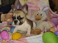 Female 1, a female French Bulldog for sale in Winona, MN – Photo 3 of 10