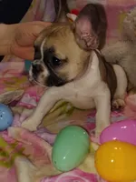 Female 1, a female French Bulldog for sale in Winona, MN – Photo 2 of 10