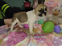 Female 1, a female French Bulldog for sale in Winona, MN – Photo 10 of 10