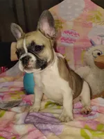 Female 1, a female French Bulldog for sale in Winona, MN – Photo 9 of 10