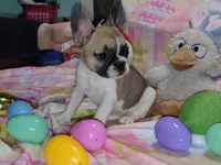 Female 1, a female French Bulldog for sale in Winona, MN – Photo 7 of 10