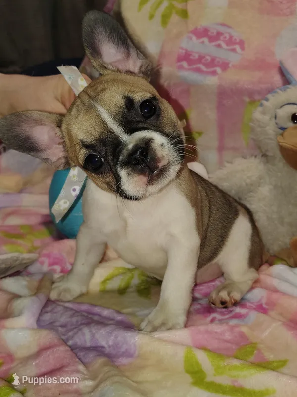 Female 1 – French Bulldog puppy for sale in Winona, MN