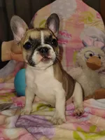 Female 1, a female French Bulldog for sale in Winona, MN – Photo 8 of 10