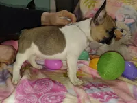 Female 1, a female French Bulldog for sale in Winona, MN – Photo 5 of 10