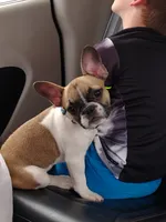 Libby, a female French Bulldog for sale in Winona, MN – 3 of 7