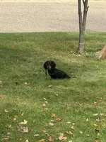 Jax, a male Miniature Dachshund for sale in Winona, MN – Photo 5 of 6