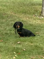Jax, a male Miniature Dachshund for sale in Winona, MN – Photo 6 of 6