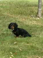 Jax, a male Miniature Dachshund for sale in Winona, MN – Photo 2 of 6