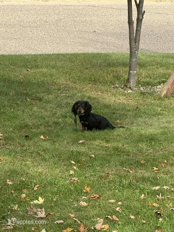 Jax, a male Miniature Dachshund for sale in Winona, MN – Photo 1 of 6